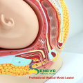 SELL 12448 First Quality Pregnancy Pelvis - 40 Month Infant, Anatomy Models Pregnancy Pelvis with Mature Fetus